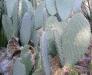 Opuntia lindheimeri - Orto botanico di Npoli.jpg